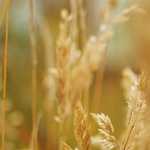 Про організацію  та проведення атестації  педагогічних працівників  у 2023-2024 навчальному році